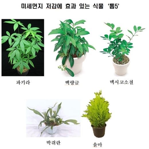 초미세먼지 잡는 식물 TOP 5. [농촌진흥청 제공]