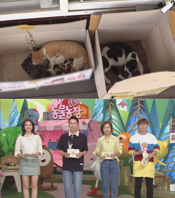 ‘동물농장’ 고양이 콜과 코나비 [SBS]
