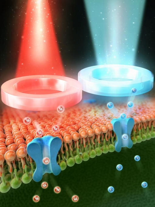 (아래쪽) 생물학적 뉴런의 원리와 (위쪽) 빛으로 구동되는 광학 뉴런의 원리를 설명하는 이미지 [과학기술정보통신부]