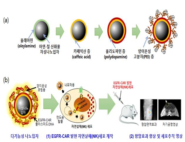 다기능성 나노입자 제작 및 생체 적용 모식도.  (a) 삼중 코팅법에 의해 제작된 다기능성 나노입자의 구조.  (b) 다기능성 나노입자와 키메라 항원 수용체(CAR) 발현 플라스미드 DNA 혼합체가 NK세포로 전달, 발현되는 과정에 대한 모식도 및 세포추적 영상  [한국연구재단 제공]