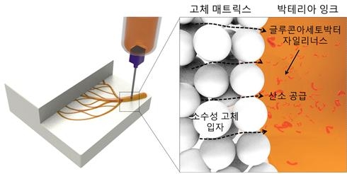 박테리아 함유 잉크의 고체 매트릭스지지 3차원 인쇄 과정. 소수성의 고체 입자 매트릭스 내부에 박테리아를 함유하는 잉크를 프린팅하면, 고체 입자 사이로 산소가 원활하게 공급되어 박테리아가 잉크의 전 방향에서 박테리아 셀룰로오스를 생합성한다.  [과학기술정보통신부]