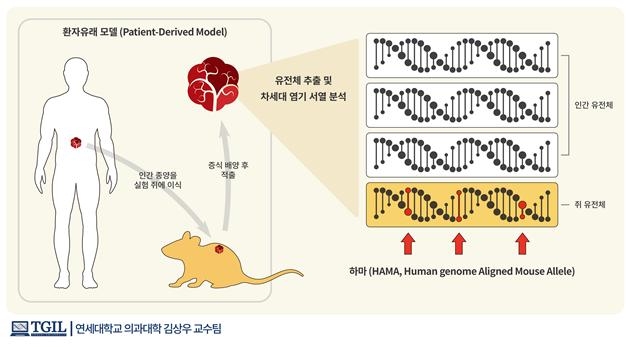 환재유래 모델을 통해 배양된 환자의 암 조직에는 필연적으로 쥐 유전체의 오염이 발생할 수 밖에 없다.[과학기술정보통신부]