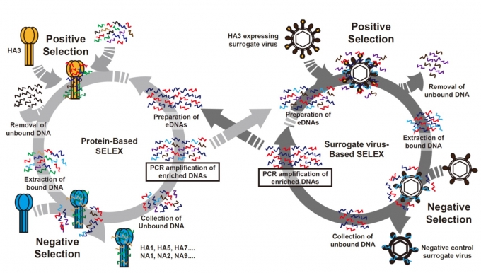 Viro-SELEX 법의 모식도. 대체 바이러스와 재조합 단백질을 이용한 positive selection과 다른 단백질과 baculovirus를 이용한 negative selection 과정을 통하여 표적 단백질에만 강하게 결합하는 압타머들을 선별하는 과정. [포스텍]