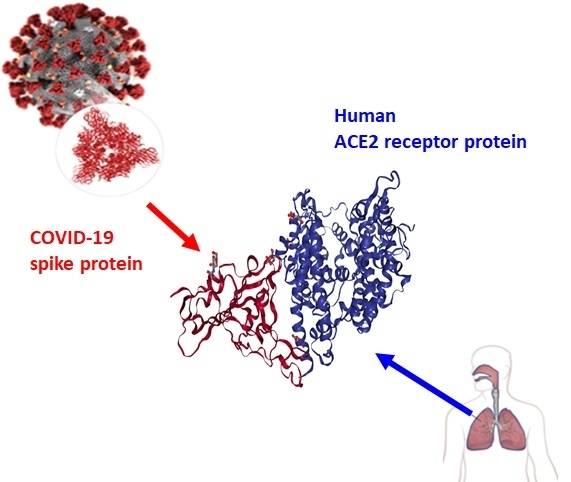 코로나19 바이러스 표면의 스파이크 돌기 부분에 존재하는 RBD 단백질(붉은색)과 인간 세포 표면에 존재하는 hACE2 수용체 단백질(푸른색)의 결합 구조. [DGIST]