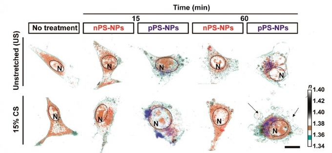 3차원 홀로토모그래피 현미경을 통해 관찰한 폐포 상피세포 변화. 가장 왼쪽은 나노플라스틱을 처리하지 않은 정상 폐포 상피세포의 모습이다. 음전하  나노플라스틱(nPS-NPs/빨간색)에 의해서는 정상적인 세포 형태의 변화와 함께 악영향은 없는 것으로 관찰되나(15분, 60분), 양전하 나노플라스틱(pPS-NPs/파란색)은 세포 형태를 불규칙적으로 변화시키고 세포사멸이 발생하는 것을 확인(60분)할 수 있다. 세포핵(N)은 둥근 점선으로 표기되었다. 상단은 수축이완 자극이 없는 상황이며, 하단은 15%의 수축이완 자극이 있는 상태에서의 변화과정이다. [KBSI]
