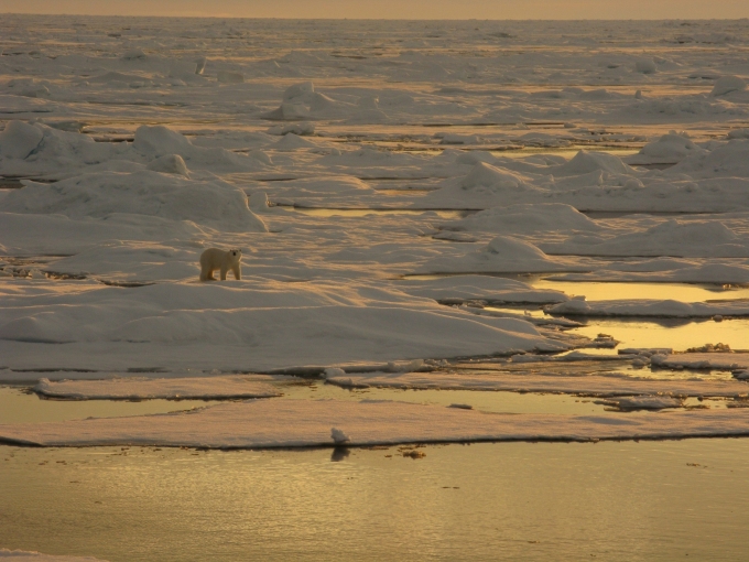 북극 해빙이 빠르게 녹고 있다. 북극곰도 살아가기 힘든 상황으로 치닫고 있다. [NOAA]