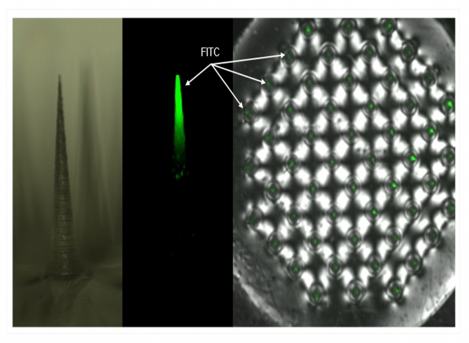  독감백신과 유사한 분자량(70kDa)의 형광물질인 FITC(Fluorescein isothiocyanate)를 니들의 끝단에 주입한 650㎛ 길이 DNA 니들의 광학현미경 이미지(좌), 공초점 현미경(confocal microscope) 이미지(중), 5㎜ 직경 DNA 패치 상단면의 공초점 현미경 이미지(우) [기계연]