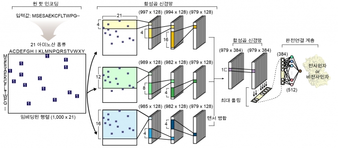 전사인자 예측을 위한 심층 학습 모델 네트워크 구조. [카이스트]