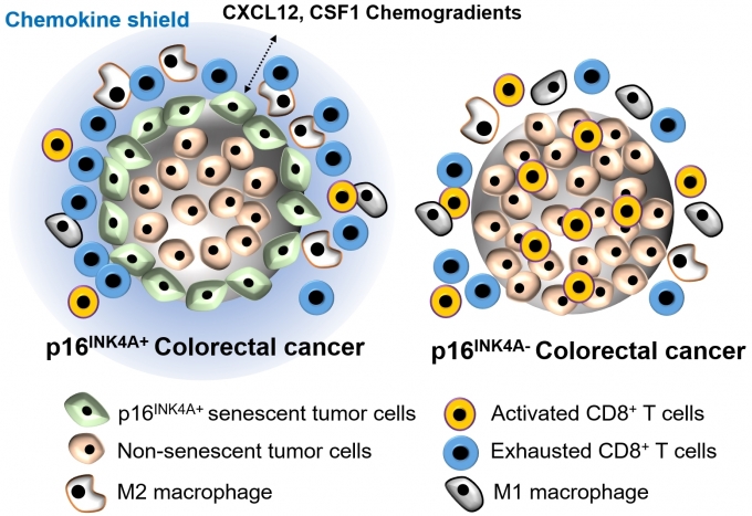 사이토카인 중 하나인 CXCL12와 CSF1은 종양 면역에 중요한 세포독성 T세포의 종양 내 침투를 억제해 기능을 떨어트렸다. T세포의 공격으로부터 암세포 보호 역할을 한 셈이다. [한국연구재단]