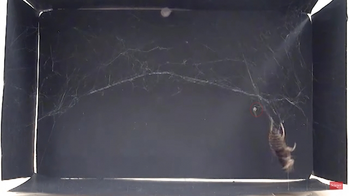 탱글웹 거미(붉은 원)는 거미줄을 도르래처럼 이용해 먹이를 들어올렸다. [사진=사이언스]