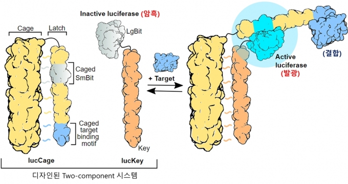 개발된 단백질 센서 시스템 설명그림. 표적 단백질이 결합 부위에 붙게 되면 빛을 발생한다. 표적 결합 부위만 바꾸면 다른 표적 단백질을 감지할 수 있다. [KAIST 제공]