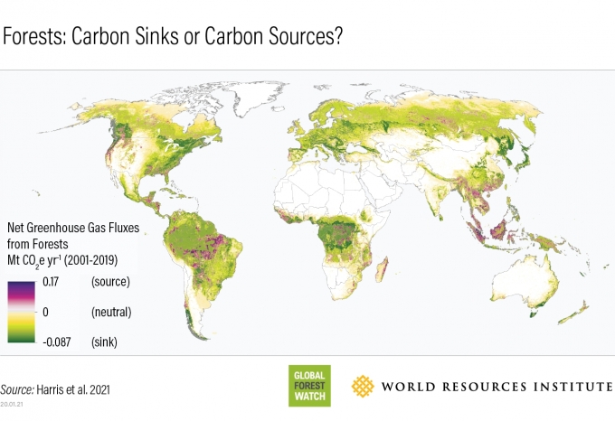 탄소 배출(보라색)과 탄소 흡수(녹색)를 보여주는 ‘숲의 탄소 변동지도’.  [사진=Global Forest Watch/NASA]