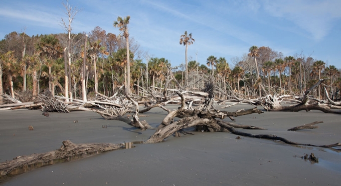 해수면 상승으로 바닷가 나무들이 죽으면서 이른바 '유령 숲'이 생기고 있다. [사진=NOAA]