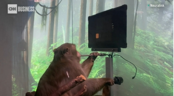 일런 머스크 소유의 임플란트 회사 뉴랄링크가 11일 짧은꼬리원숭이 '페이저'가 생각만으로 게임을 하고 있는 비디오를 공개했다.  [CNN]