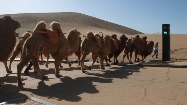 중국 둔황의 명사산 근처에 10일 설치된 세계 최초의 낙타 신호등. [BBC]
