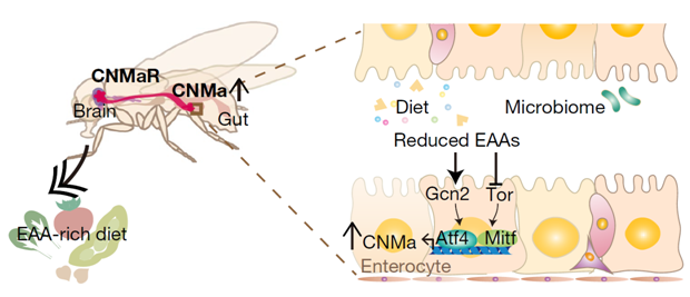 초파리의 필수아미노산 항상성 유지 기전 모식도. 음식 또는 장내미생물 유래의 필수아미노산이 결핍되면, 장 세포의 Gcn2-Atf4와 Tor-Mitf 신호전달에 의해 CNMa 호르몬의 발현이 유도된다. 발현된 CNMa 호르몬은 CNMa 수용체를 자극하여 필수아미노산을 섭취하는 섭식행동을 일으킨다. [KAIST 제공]