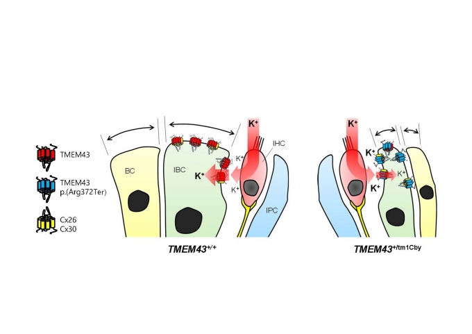 건강한 달팽이관(왼쪽)의 경우 IBC((inner border cell)의 크기가 점차 커지는 반면 TMEM43 p.Arg372Ter 돌연변이가 있는 달팽이관(오른쪽)의 경우 IBC의 크기가 커지지 않는 현상을 보인다. [사진=IBS]