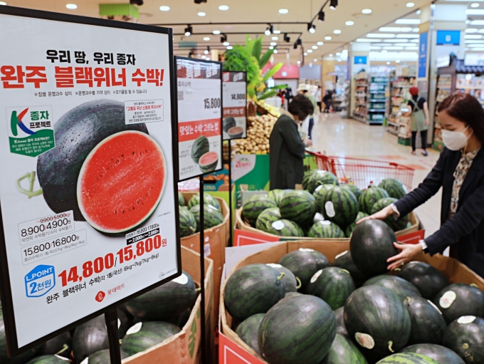 롯데마트에서 한 고객이 국산 신품종 수박을 고르고 있다.  [사진=롯데쇼핑]