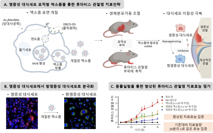 세포와 생쥐모델에서 표면 개질된 엑소좀의 대식세포 분극화, 류머티즘 관절염 치료효능. [사진=한국연구재단]