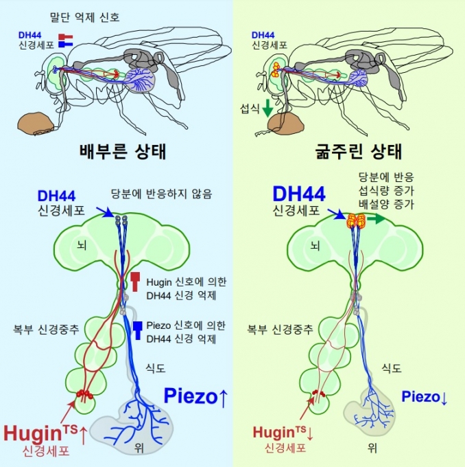 초파리의 DH44 신경세포의 두 가지 억제신호에 대한 모식도. 음식물 섭취로 인한 초파리 내장기관의 팽창으로 활성화된 Piezo 채널과, 체내 영양분 증가를 감지하고 활성화되는 Hugin 신경세포는 서로 상호보완적으로 DH44 신경세포의 활성을 억제한다. 이로써 충분히 음식을 먹은 초파리에서는 DH44 신경세포의 활성화에 의해 발생 될 수 있는 과잉 섭식 행동이 효율적으로 억제된다. [사진=KAIST]