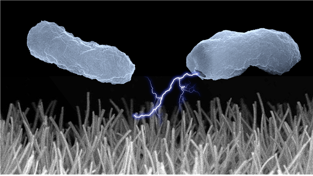 전기장이 극대화된 나노와이어 근처에서 전기천공법으로 박테리아가 제거되는 이미지 [사진=성균관대]