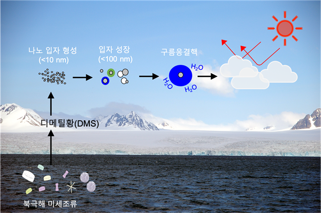 북극 미세조류가 구름을 만들어 지구 냉각화에 도움을 주는 것으로 확인됐다. [사진=극지연구소]