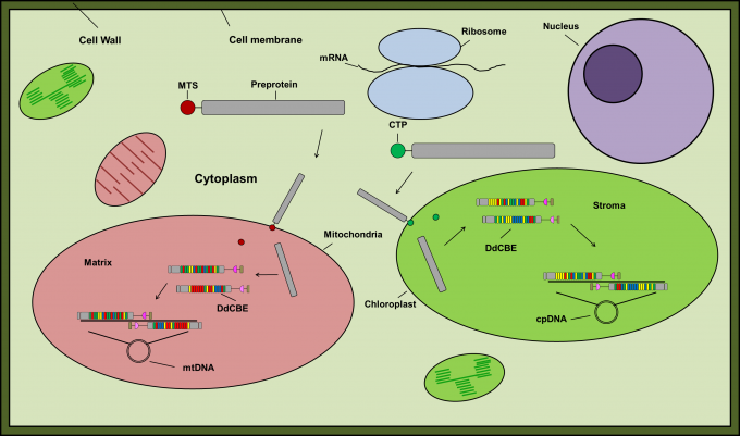 DdCBE를 이용한 식물 소기관 DNA 교정 모식도. 식물세포 내로 주입한 DdCBE는 엽록체 전달 펩타이드 (Chloroplast transit peptide, CTP)와 미토콘드리아 전달 신호 (Mitochondrial targeting signal, MTS)를 이용하여 각각 엽록체, 미토콘드리아로 전달된다. DdCBE는 기관 내 DNA의 교정 위치에서 시토신 염기를 티민으로 치환한다. [사진=IBS]