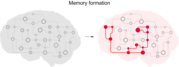 강하게 서로 연결된 뉴런 집합체 형성을 통해 기억이 형성됐다.  [사진=카이스트]