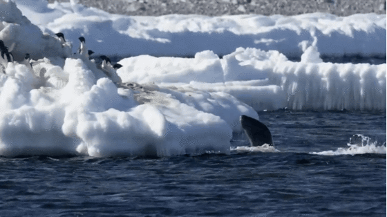 남극 아델리펭귄이 바다에 뛰어들고 있다. [사진=극지연구소]