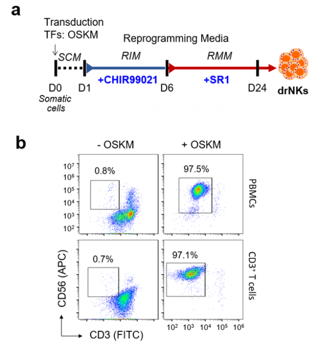 drNK 생산 모식도(a),  리프로그래밍 배양을 통해 생산된  CD56+CD3-drNK의 대표적 유세포 분석 결과(b). [사진=생명연]