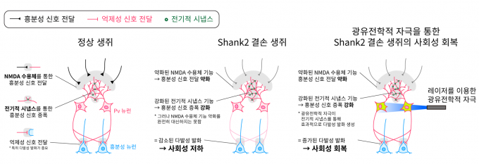 Shank2 결손 생쥐는 사회성이 떨어졌는데 광유전학 자극을 통해 회복됐다.  [사진=IBS]
