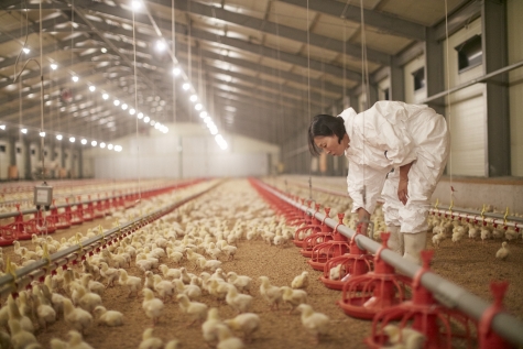 롯데마트가 '동물복지 인증 닭고기' 라인업 확대에 나선다. [사진=롯데마트]