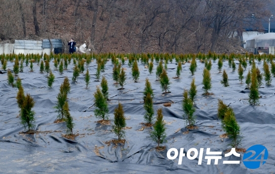 LH 직원 매수 의심 토지인 시흥시 과림동 현장에 묘목이 식재돼 있다. [국회사진취재단]