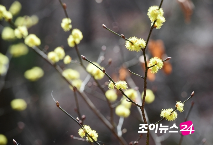 봄 북한산을 수줍게 물들인 산수유 [사진=정소희 기자 ]