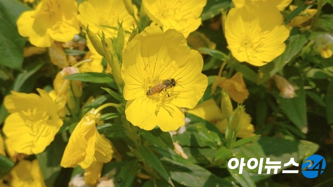 벌의 꽃가루받이를 통해 식물은 열매를 맺는다. 벌 개체 수가 급감하면 식물 재배에도 큰 영향을 끼친다.