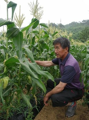 충북 괴산군 수리 조규호 이장이 직접 생산한 초당 옥수수를 산지 직송 특가 판매한다. [사진=조규호 이장 제공]